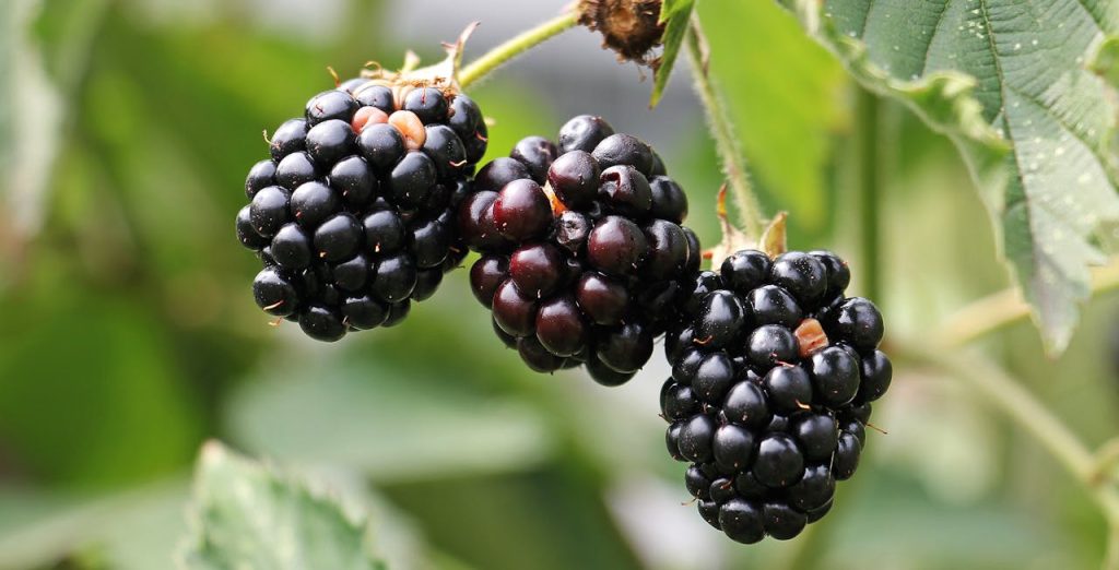 Detailed close-up of ripe blackberries hanging on a vine, highlighting their freshness.