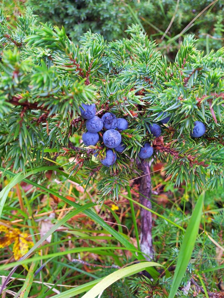 forest, juniper, nature, close-up, needles