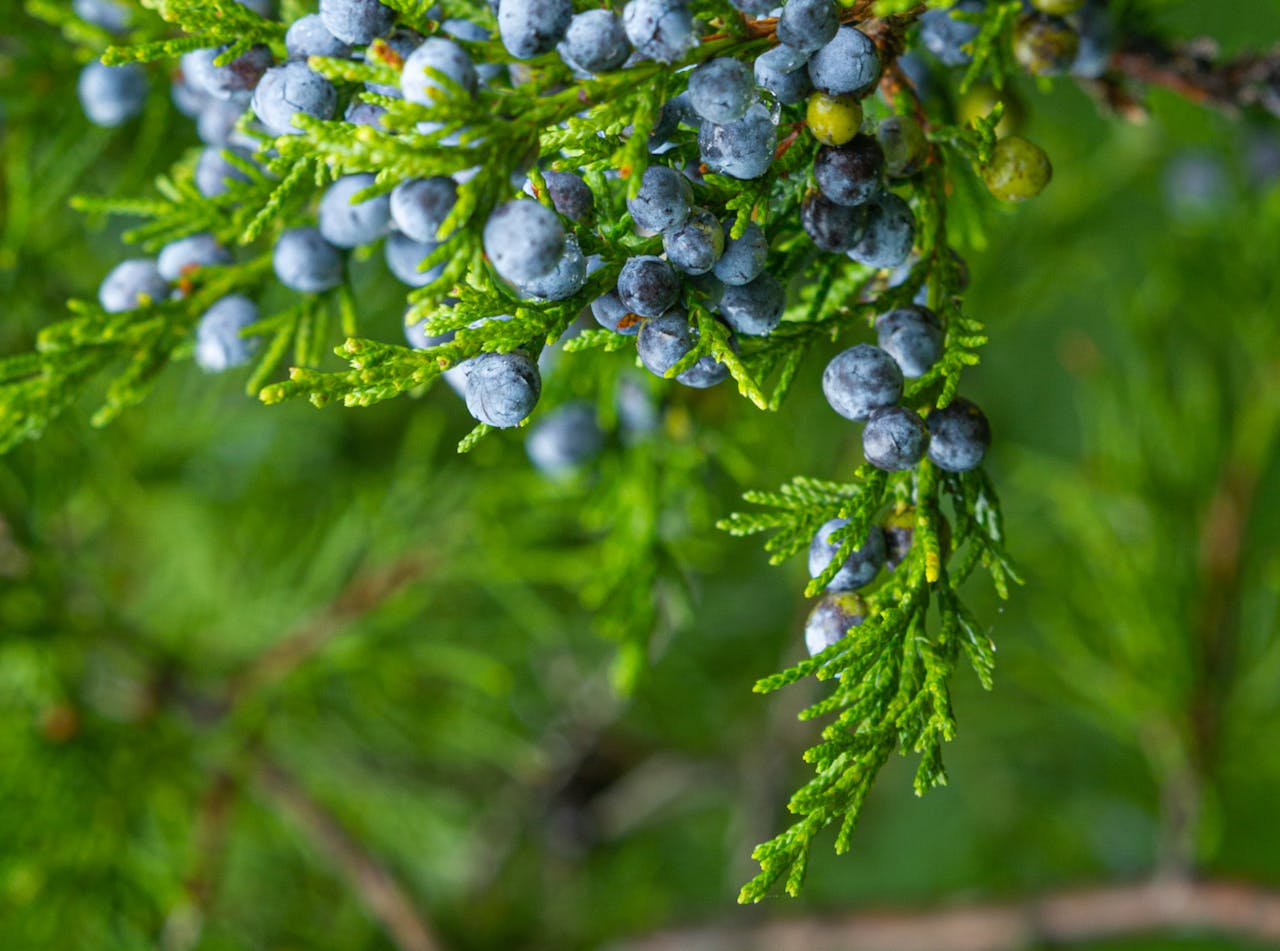 Vivid close-up of juniper berries hanging from lush green branches in natural setting.