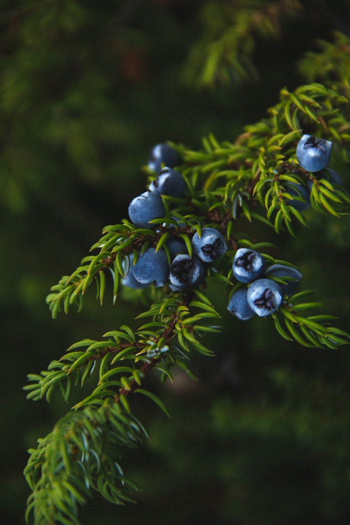 Close-up of ripe juniper berries on a branch with a blurred green background.