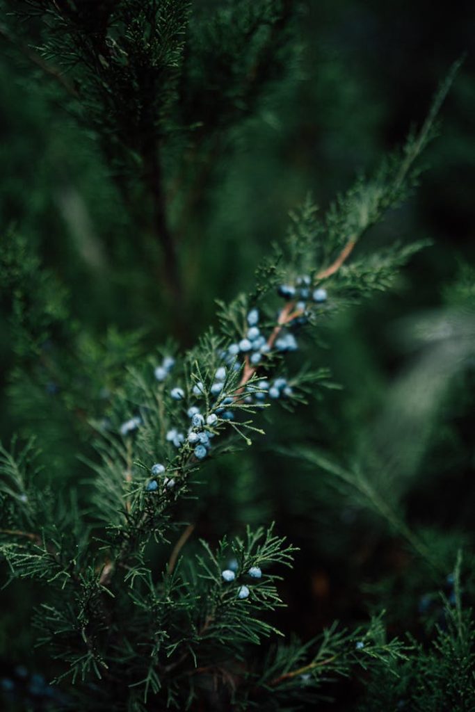 Detailed view of ripe juniper berries on a branch, showcasing natural green foliage.
