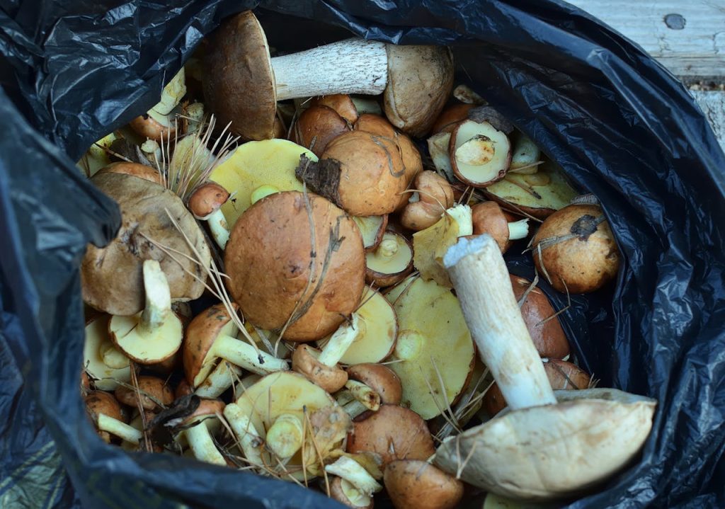 Top view of freshly harvested wild mushrooms in a black bag, showcasing nature's bounty.
