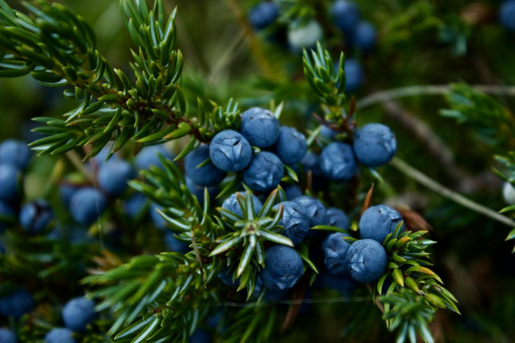 Vibrant close-up of fresh juniper berries with green needles, showcasing natural beauty.