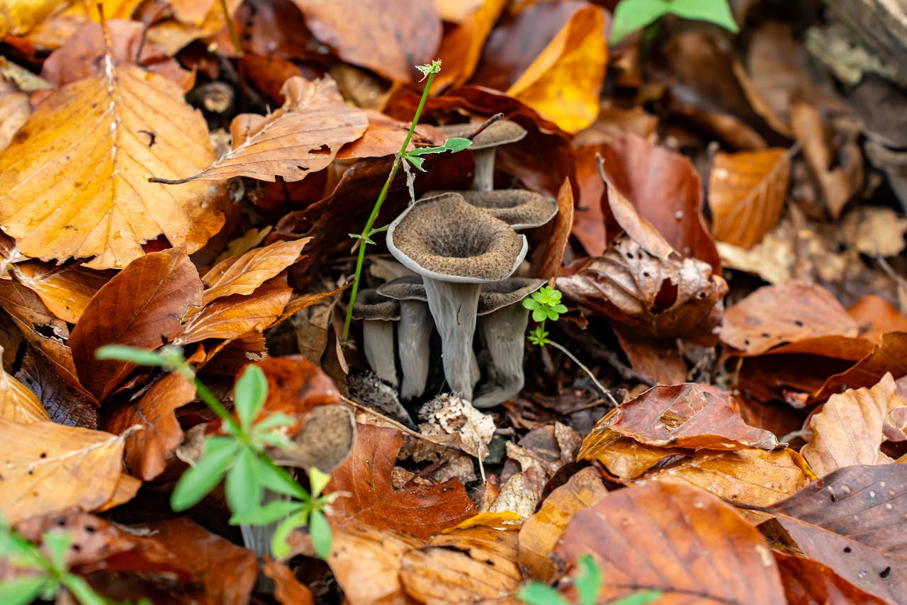 Black trumpet mushrooms nestled among vibrant autumn leaves in a forest setting.