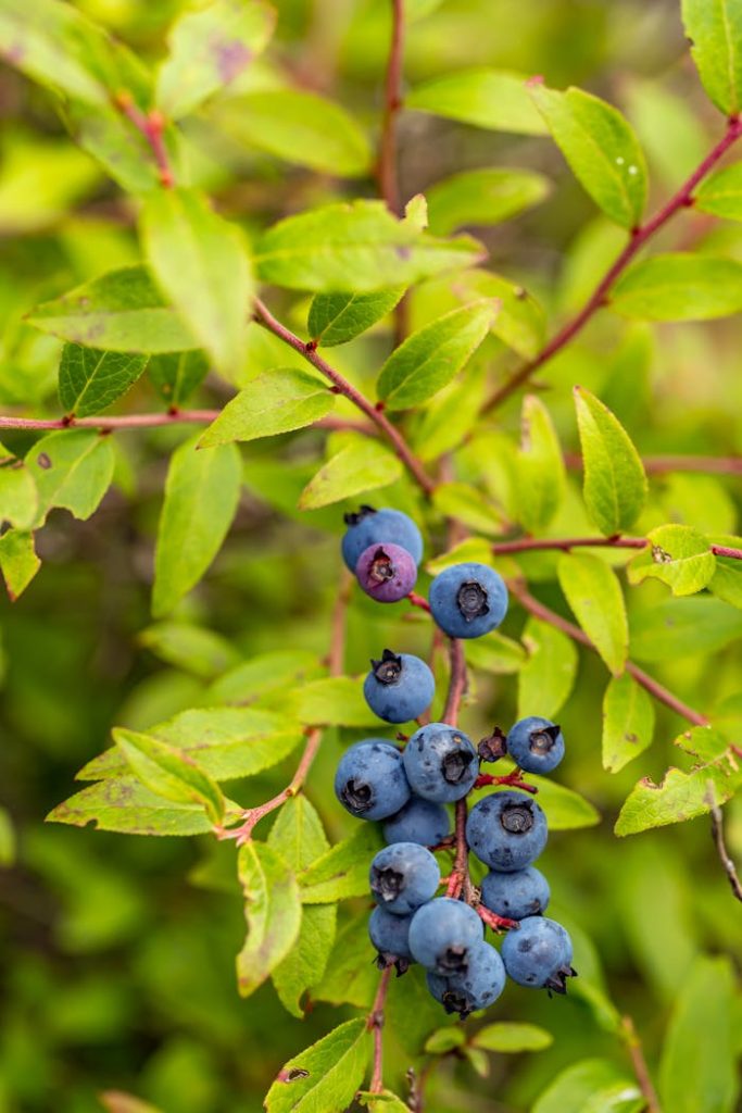 Vibrant wild blueberries growing among green leaves in Taschereau, Québec, Canada.