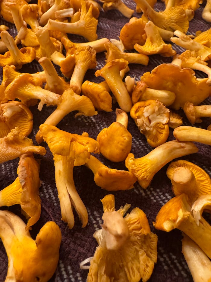 Close-up of fresh Chanterelle mushrooms spread on a dark textured cloth.