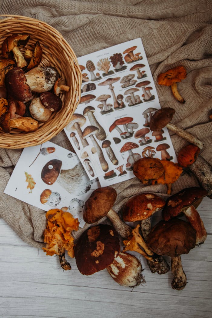 Collection of wild mushrooms with identification guides on a rustic fabric setting - perfect for autumn themes.
