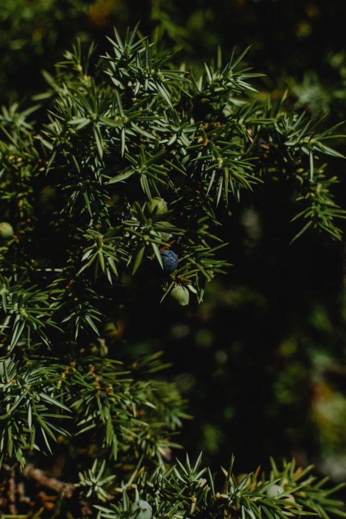 Detailed view of juniper branches with vibrant green needles and blue berries in Estonia's natural landscape.