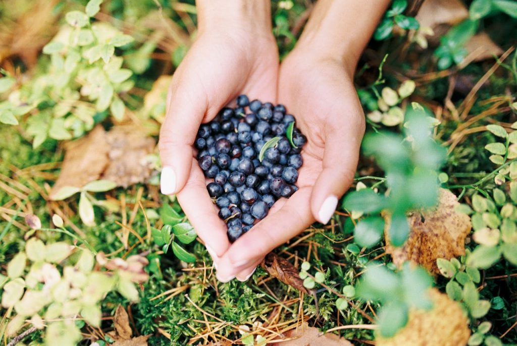 Person holding blueberries with vibrant green leaves outdoors. Ideal for organic food themes.
