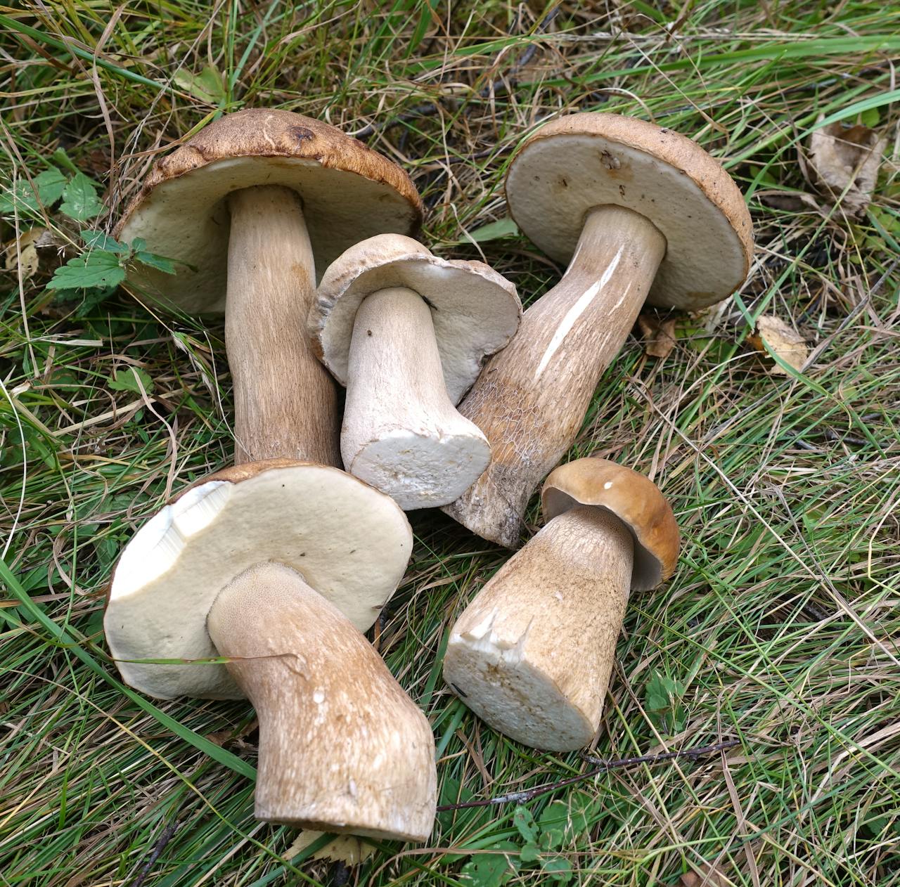 Close-up of boletus mushrooms scattered on grass, showcasing their natural texture and earthy colors.